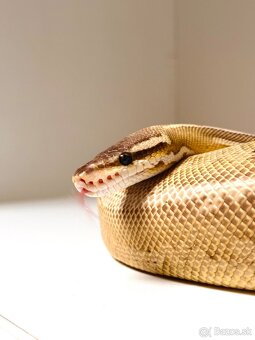 BLACK PASTEL LEOPARD LESSER BALL PYTHON SAMICA