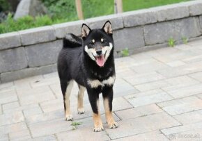 Shiba inu sučka s FCI rodokmeňom - 1