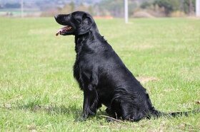 Flat Coated Retriever - chovný pes ke krytí - 1