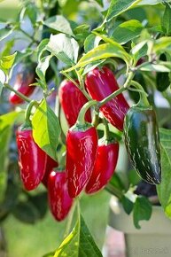 Chilli - semená