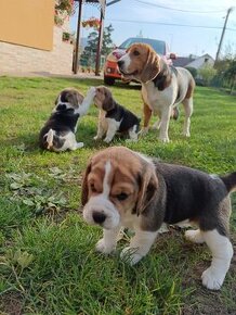 Bigel,bigl,beagle