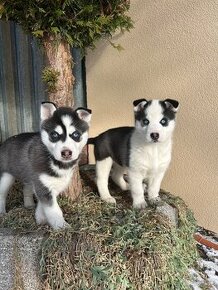 Sibirsky Husky