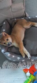 Predám super sučku Shiba inu