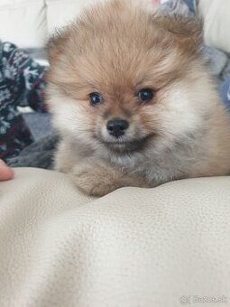 Pomeranian