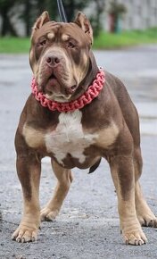 American bully XL S PP/ TOP SPOJENIE