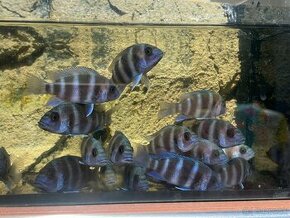 Cyphotilapia frontoza burundi