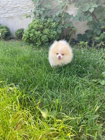 Trpasličí špic, pomeranian, pomik, špic