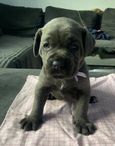 Cane Corso