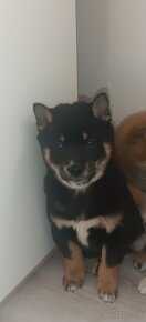 Shiba Inu