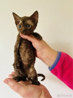 Devon Rex mačka