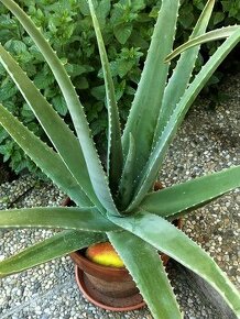 Aloe Vera