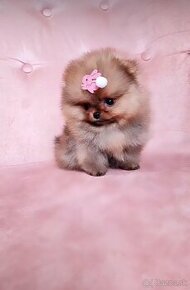 Pomeranian mini