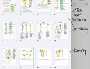 Anatómia poznámky a vypracovanie na praktickú skúšku