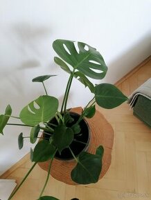 Monstera