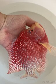 Flowerhorn Fireman s dream Kamfa