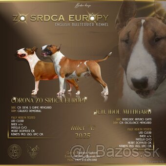 Bullterrier,bulterier standard