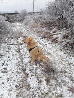 Zlatý retriever