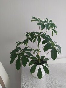 Predám túto zdravú izbovú rastlinu Šeflera stromovitá (dáždn - 1