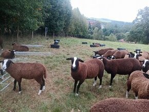 Zwartbles jehnice - 1