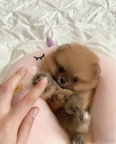 Pomeranian mini