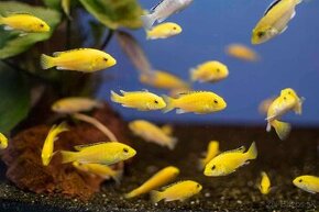 Labidochromis Caeruleus Yellow