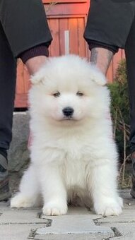 Samojed šteniatka s PP FCI