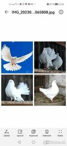Biele holuby