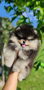 Pomeranian s PP