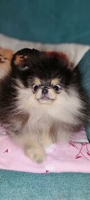 Pomeranian s PP