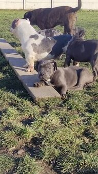 American bully