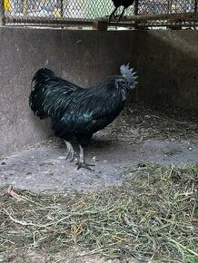 Ayam Cemani