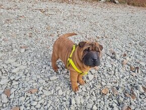 ⭐️SHAR-PEI šteniatko