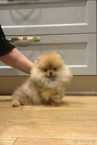 Pomeranian mini