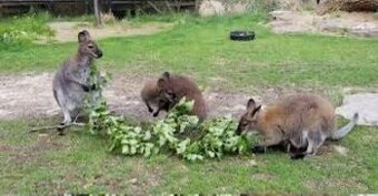 Klokan Bennett wallaby SAMICA