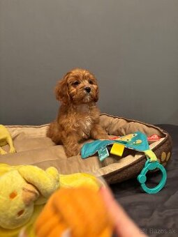 Cavapoo