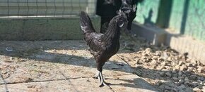 Ayam cemani - 1