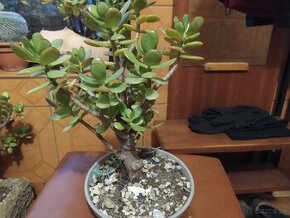 ▶️▶️Bonsai--kaktis--ficus ▶️▶️