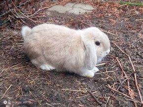 Zajacik Mini Lop darujem za symb.cenu