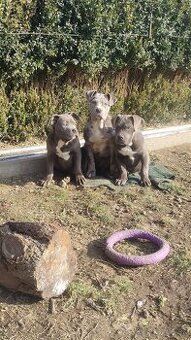 American bully