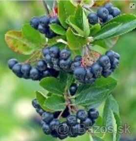 Aronia čiernoplodá melanocarpa - kričkova forma