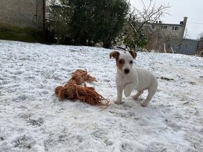 Jack Russel Terier tricolor čistokrvné šteniatko psík