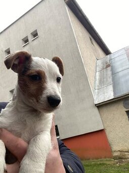 Jack Russel Terier tricolor čistokrvné šteniatko psík