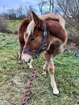 ČMB hřebeček s pp/ výměna za pony