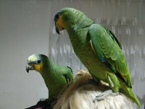 jemný priateľský papagáj amazonský nehryzie možno pohladkať