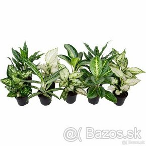 Aglaonema