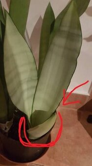 Sansevieria moonshine oddelok