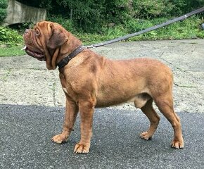 Bordeauxska doga, Bordo doga, Dogue de Bordeaux FCI