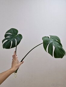 Monstera