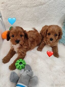 Cavapoo