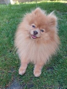 Pomeranian psik